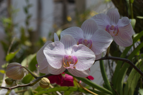 Kandy - Paradeniya Royal Botanic garden  Orchidee�n-2220