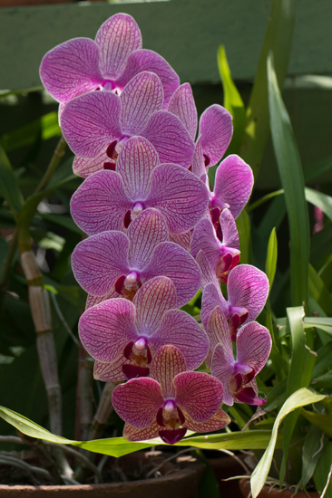 Kandy - Paradeniya Royal Botanic garden  Orchidee�n-2230