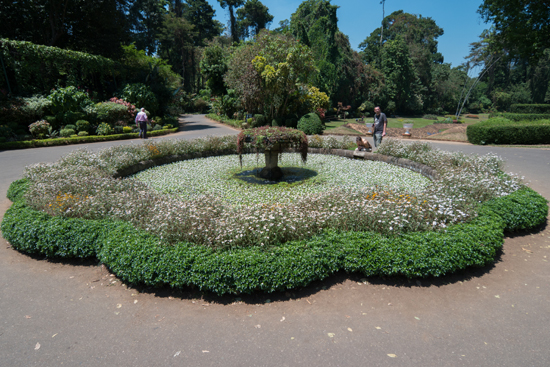 Kandy - Paradeniya Royal Botanic garden  Mooi begroeide vijverpartij-2250