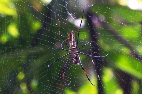 Specerijenplantage Vermoedelijk 2 parende Nephila antipodiana - (Batik Golden Web Spiders)-2560