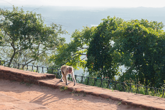 Sigiriya Leeuwenrots  Heel veel apen bovenop de rots-2630