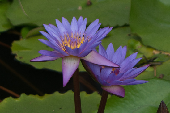 Dambulla Grottempels  Passiebloem-2820