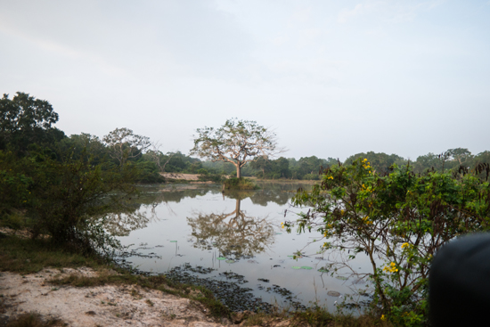 Wilpattu National Park-3370