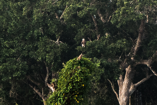 Wilpattu National Park  Visarend-3380