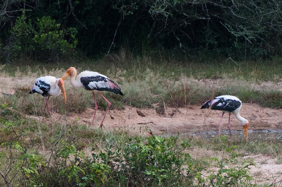 Wilpattu National Park  Painted Stork-3400