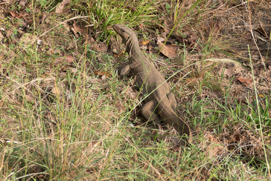 Wilpattu National Park  Varaan-3410