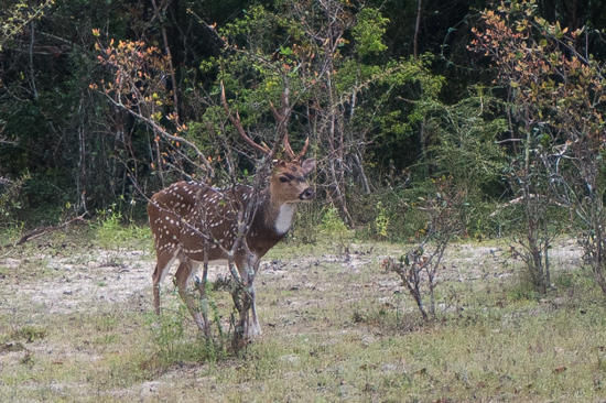 Wilpattu National Park  Axis hert-3420