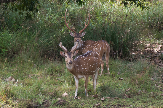 Wilpattu National Park  Axis herten-3430