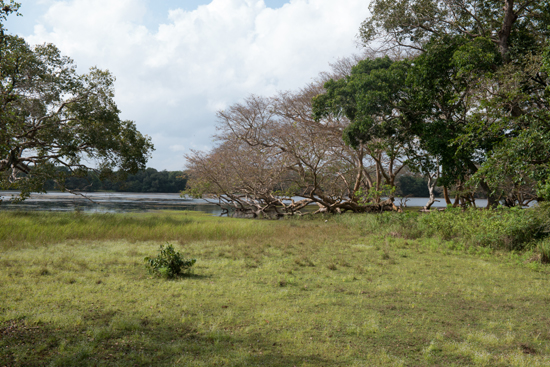 Wilpattu National Park-3440