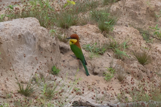 Wilpattu National Park  Bijeneter-3450