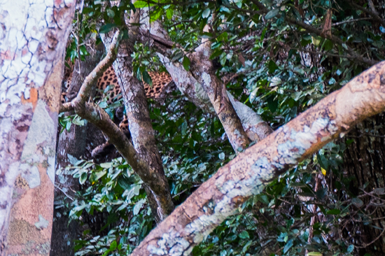 Wilpattu National Park  Het heeft kop nog staart op de foto maar het is toch echt een luipaard-3460
