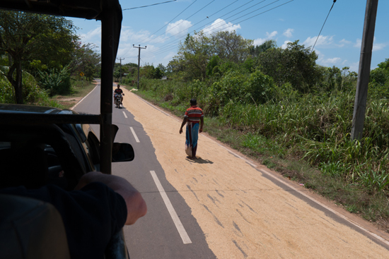 Onderweg naar Jaffna  Het drogen van het gewas op het asfalt-3470