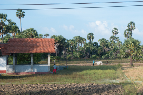 Onderweg naar Jaffna-3520