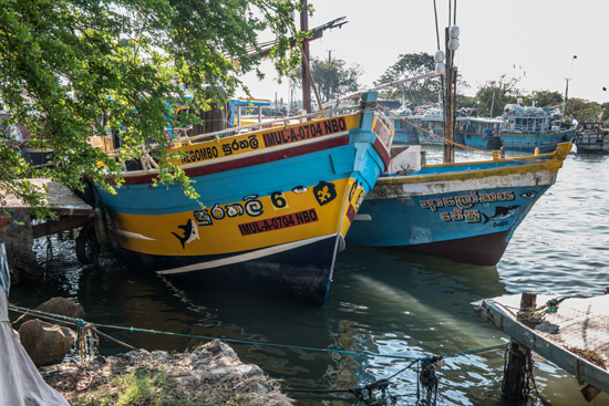 Negombo Vissershaven-4140