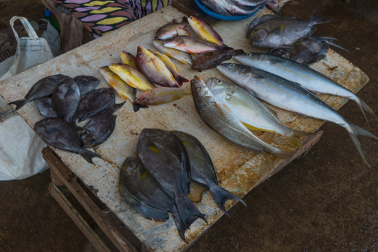 Negombo Vismarkt-4210