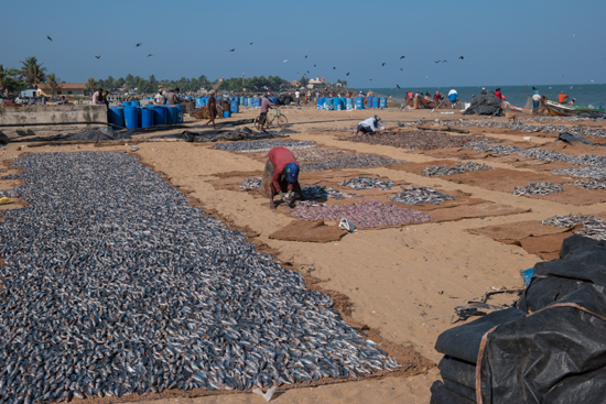Negombo Het drogen van de vis op het strand-4240