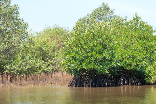 Negombo Boottocht -4300