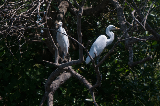 Negombo Boottocht -4310