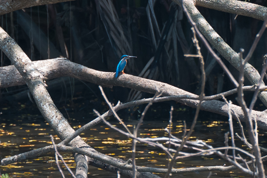 Negombo Boottocht  IJsvogeltje-4340