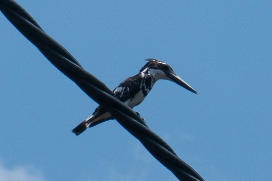 Negombo Boottocht -4370