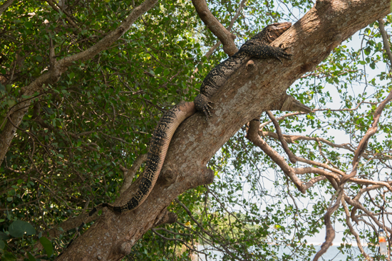 Negombo Indische varaan (Varanus salvator)-4380