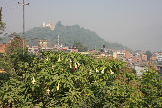 Swayambhunath tempel ( Monkey tempel) bovenop de berg Kathmandu-0050