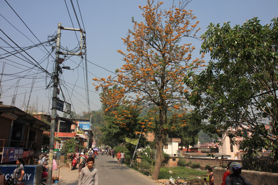 Prachtige kleurige bomen in Kathmandu-0070