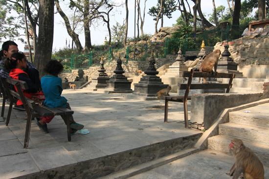 Apen bij de ingang van de Swayambhunath tempel (Apentempel - Monkey tempel) -0110