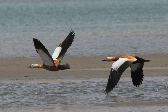 Nijlganzen op het meer richting Samye-1230