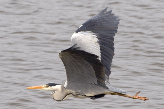 0603 Blauwe reiger 0603_IMG_0230.jpg