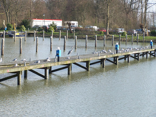 Oostzaan   oostzaan_100_0389.jpg