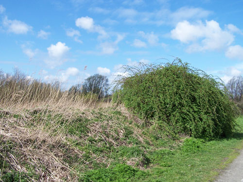 Oostzaan   oostzaan_100_0476.jpg