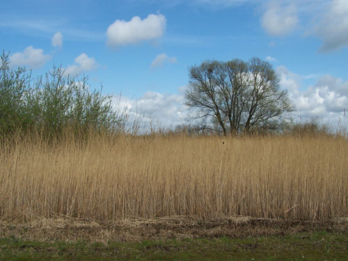 Oostzaan   oostzaan_100_0495.jpg