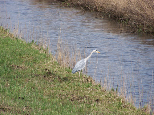 Oostzaan   oostzaan_100_0498.jpg